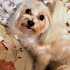 Meet your Posher, Judy